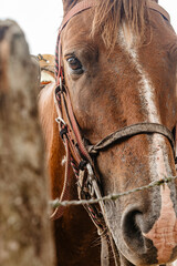 beautiful animals free in their environment to admire and take photos