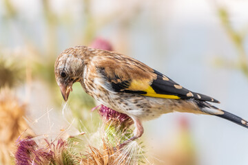 European goldfinch with juvenile plumage, feeding on the seeds of thistles. Carduelis carduelis.