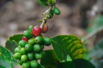 Coffee branch with many green and red coffee berries