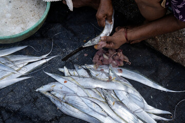 A local fisherman cleaning and dressing fish for cooking at Devgad, Maharashtra.
