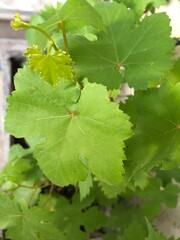Grape Leaves