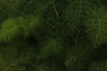Wild fennel leaves green on black background, texture