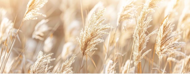 Beautiful reeds or grasses in the wind, light beige background