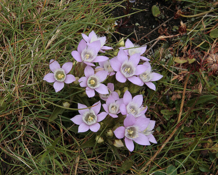  Gentianella rhaetica (Gentianella germanica), also known as the German gentian is a perennial herbaceous plant in the family of the Gentianaceae
