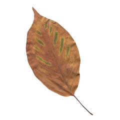 Isolated Pressed and Dried Autumn Leaf. Aesthetic scrapbooking Dry plants