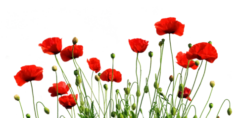 Multiple blooming red poppies 