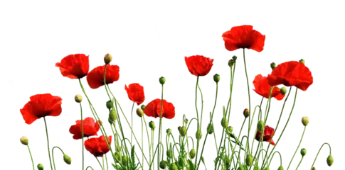 Multiple blooming red poppies 