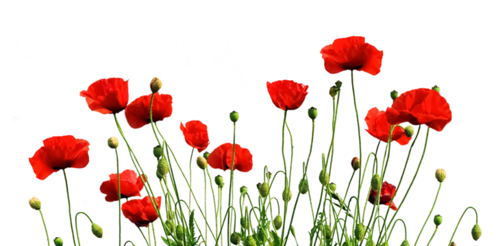 Multiple blooming red poppies 