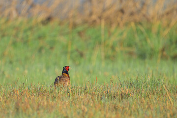 A male Common Pheasant walking in a meadow
