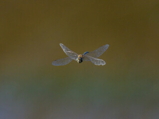 A colorful migrant hawker flying over water