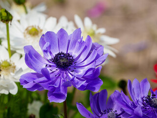 春のアネモネ畑