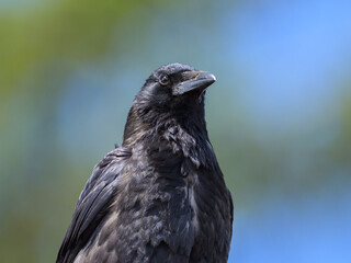 A Carrion Crow sitting on a roof