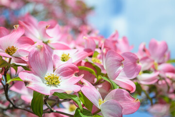 ハナミズキと青い空