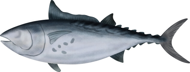 Spotted Tunny Illustration