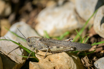 An Egyptian Locust sitting on a small stone
