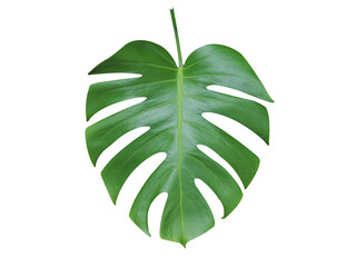 Bright green monstera leaf on  background closeup