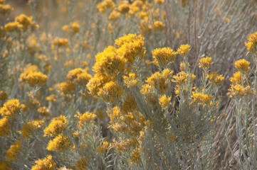 Radiant Rabbitbrush