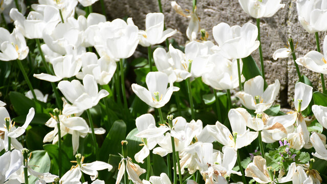  White Tulips in Istanbul's Spring