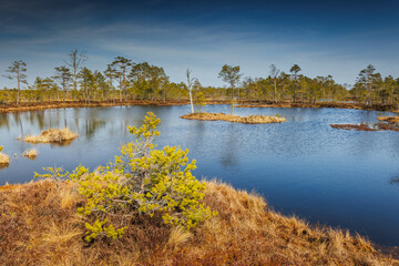 A small island in a lake surrounded by trees, creating a natural landscape. Viru Bog Viru Raba peat...