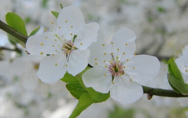 tree blossom