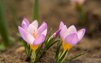Fototapeta premium spring crocus flowers