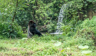 A gorilla is sitting in the grass next to a waterfall.
