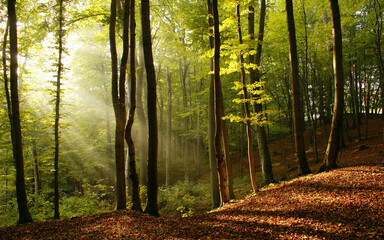 morning in the forest