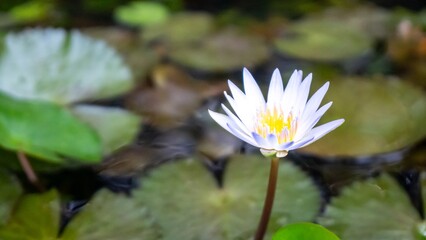 A white flower is in the water.