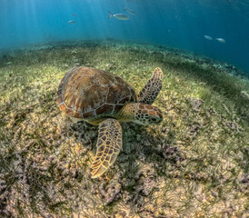 Obraz premium green sea turtle