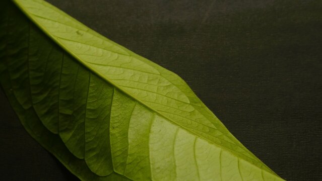 Close up green leaf isolated black, natural green and black textured background