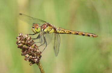 Große Heidelibelle - Common Darter