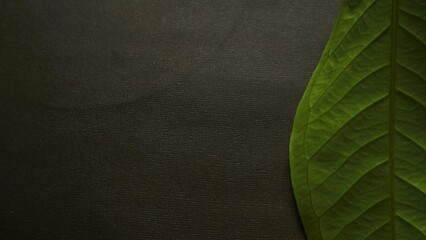 Close up green leaf isolated black, natural green and black textured background
