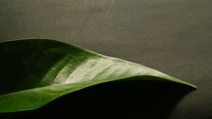Close up green leaf isolated black, natural green and black textured background