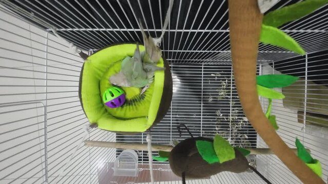 Green-cheeked parakeet or green-cheeked conure are playing the toys, top view. It's a popular pet in Thailand. It's a footage with sound.