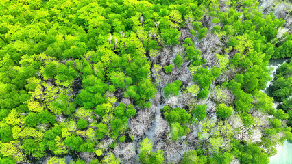 The aerial vista of mangrove forests unveils nature's coastal harmony, where trees and water merge to nurture life. Trat Province, Thailand. 
