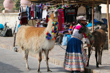 llama in the market