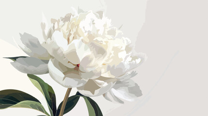 Blooming white peony flower. Macro image. Beautiful 