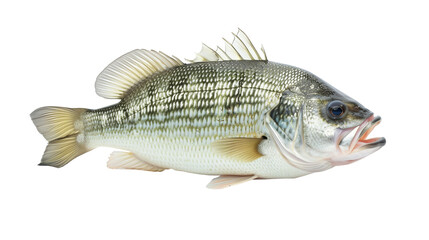 Deep lake fish, white bass isolated on a white background, aquatic animal