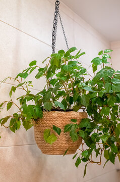 Rhoicissus plant in hanging flower pot on a chain indoors
