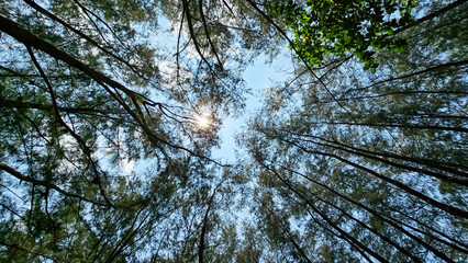Look up to the pine treetops in Thailand. Trees against the blue sky, top view. Background texture, tops of coniferous trees. Concept: raise your head, look at the sky. High pine forest - Powered by Adobe