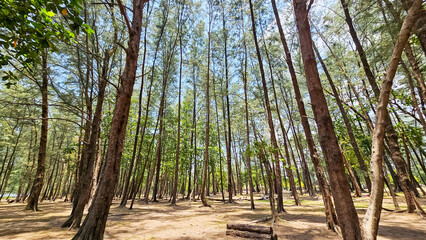 Picturesque autumn landscape with pine trees on the beach in Ranong of Thailand. View of the pine forest, pine tree growing on beach. Trees on coast near water, coniferous trees
