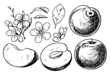 Plum with blooming flowers vector vintage drawing