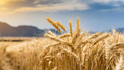 Naklejka premium 小麦。麦畑のイメージ。実る麦の稲穂。wheat. An image of a wheat field. Ears of wheat ripening.