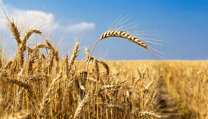 小麦。麦畑のイメージ。実る麦の稲穂。wheat. An image of a wheat field. Ears of wheat ripening.