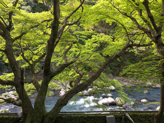 Obraz premium View from room in Hakone, Japan of river, trees and forest