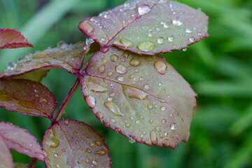 Rose leaves with water drops in the garden.