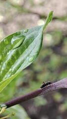 Ant and raindrops macro 