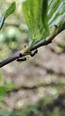 Macro photography of an ant  branches of a tree