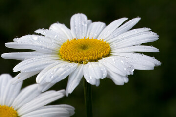 Obraz premium Bud of chamomile with a blurred same flower in the background