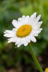 Bud of chamomile flower with blurred background